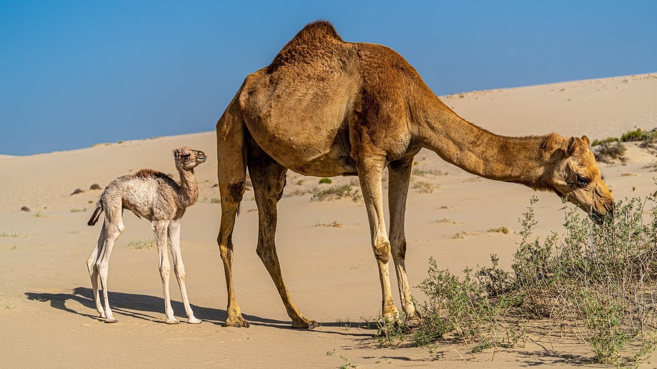 10 Wild Animals in Qatar