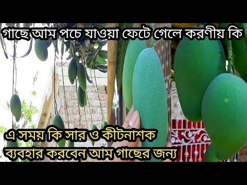 ভিডিও: আঙ্গুরের ধূসর পচা