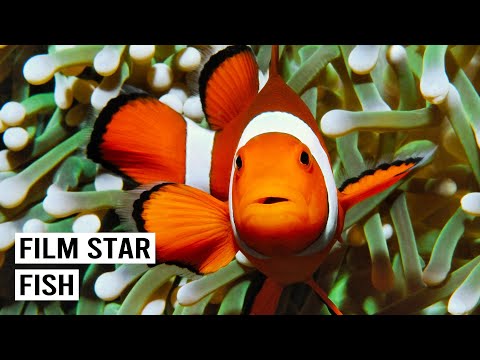 IS "FINDING NEMO" KILLING CLOWNFISH? THE UNTOLD STORY