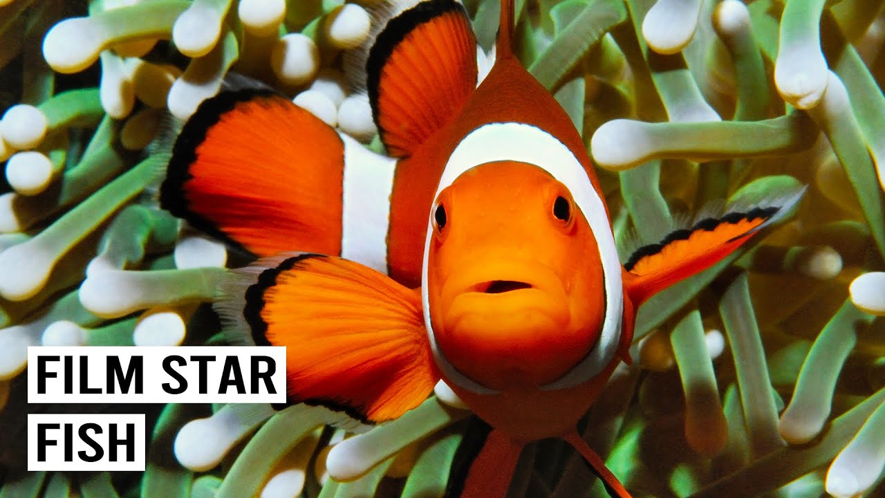 Is "Finding Nemo" Killing Clownfish? The Untold Story