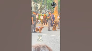 Các chú công an bên cạnh các bé cảnh khuyển #congannhandan #dog #short