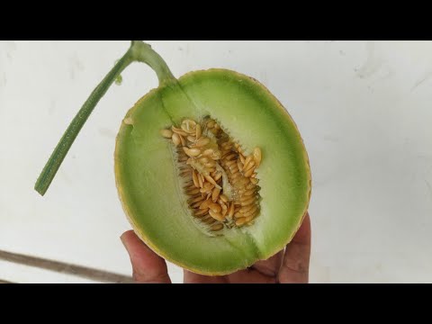 Test Brix Melon