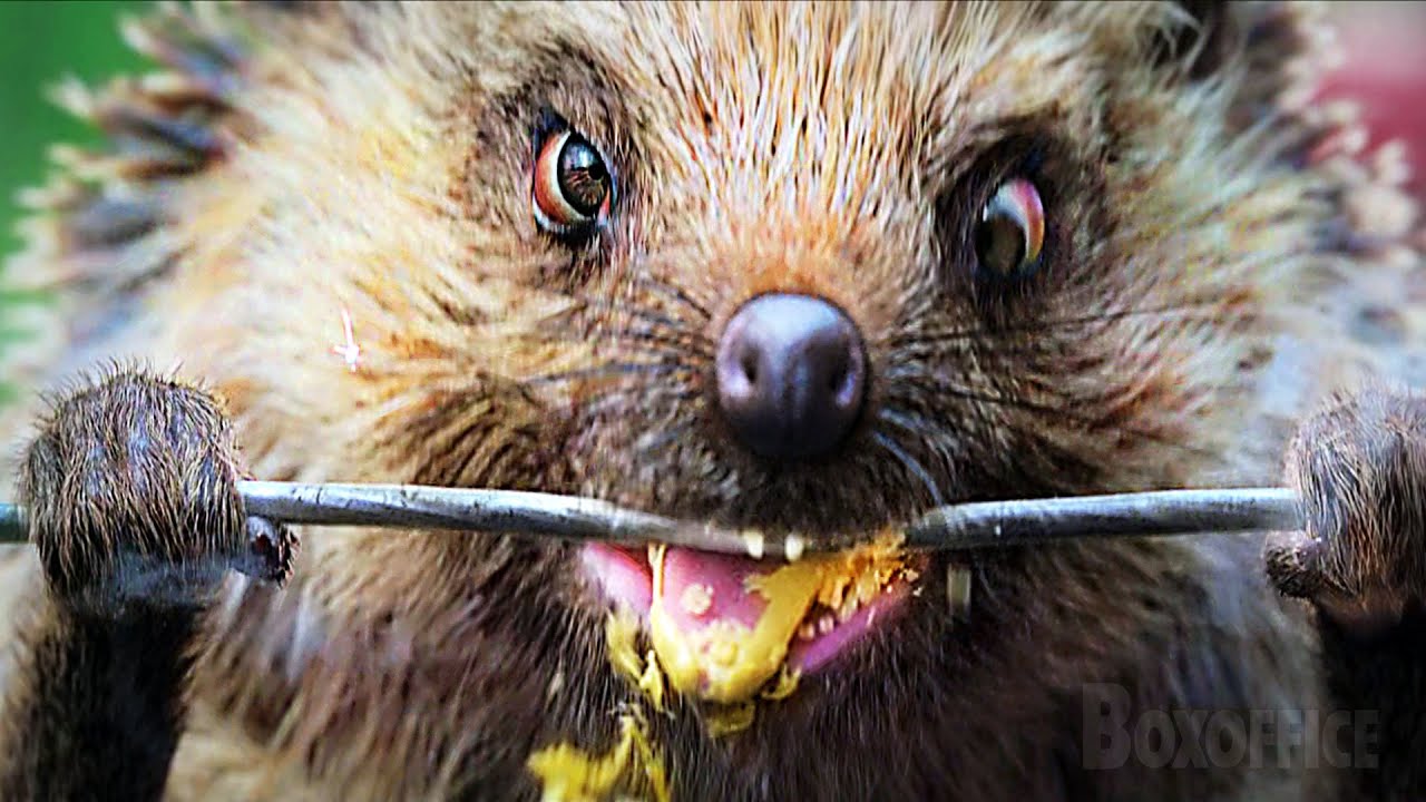 Don't bite the electric fence! | Peter Rabbit | Clip