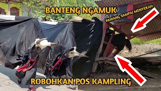 Bantengan Ngamuk Pos Kampling Sampai Roboh Putro Taruno Jati Sukmo kedjng bendo