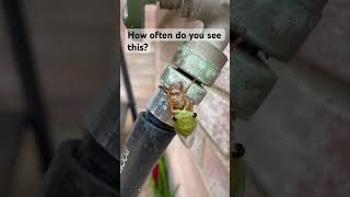 Rare Crazy Bug Sighting