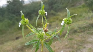 हीरे से भी मूल्यवान पौधा, पहचान लो और कहीं मिल जाए तो छोड़ना मत screenshot 4