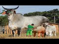India's  No 1 Kankrej 🐃 Cow // 55 Kg Higgest Milk Record Kankrej Cow