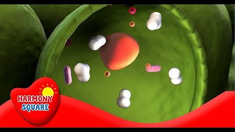 Introduction to Cellular Respiration - More Science on the Learning Videos Channel