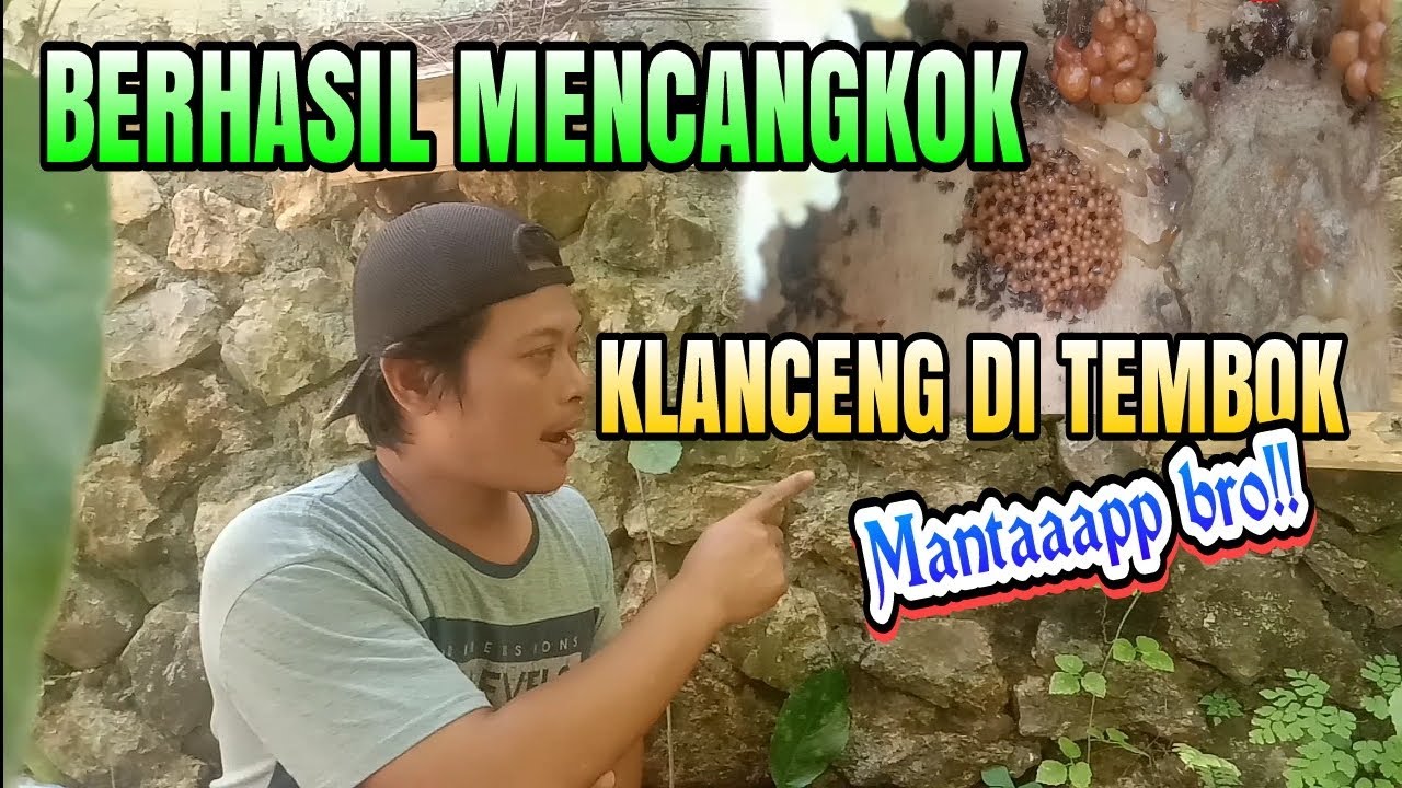 BERHASIL!!!!,,,MENCANGKOK KLANCENG DI PONDASI!