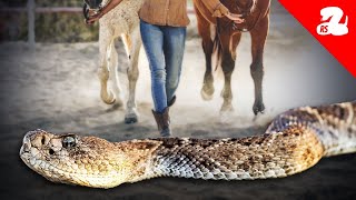 Baby Horse Finds a Rattlesnake in the Corral