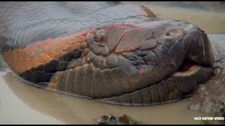 Wild Life Amazon Jungle - When The Phantom Of The Amazon Awakens