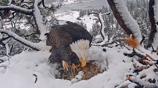 FOBBV CAM🦅Jackie Weathers Winter Storm❄️Shadow Sees His Triplets For The First Time🥚🥚🥚2024-02-01