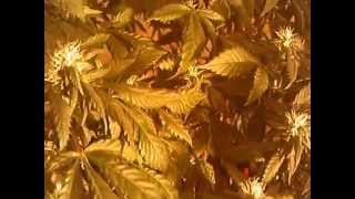 LaPlataLabs WhiteVoodoo in Flowering