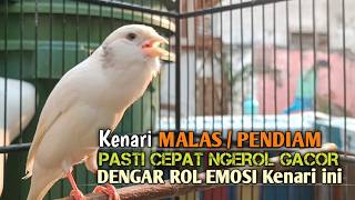 kenari gacor panjang Cuit Cuit EMOSI, Pancingan Kenari Paud Belajar Bunyi, terapi AMPUH Kenari MACET