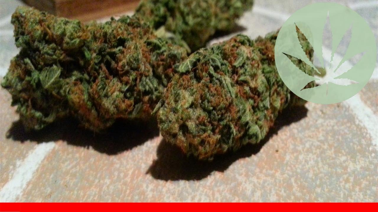 Yogi Diesel - All About This Strain