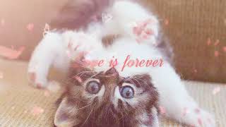 Download Lagu Albi Nadak by Wisam Salama official \u0026 Amal Hijazi MP3