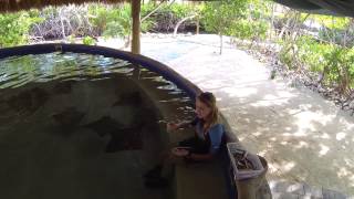 Inside our Sting Ray Cove Encounter!