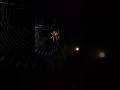 Sungayan na Tungko o Kamel 😱🕷 #gagamba #spiderhunting #spider