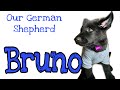 We got our German Shepherd puppy | His name is Bruno | newest family member