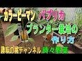 【カラーピーマン・パプリカ】　プランター栽培の　作り方　22/5/16