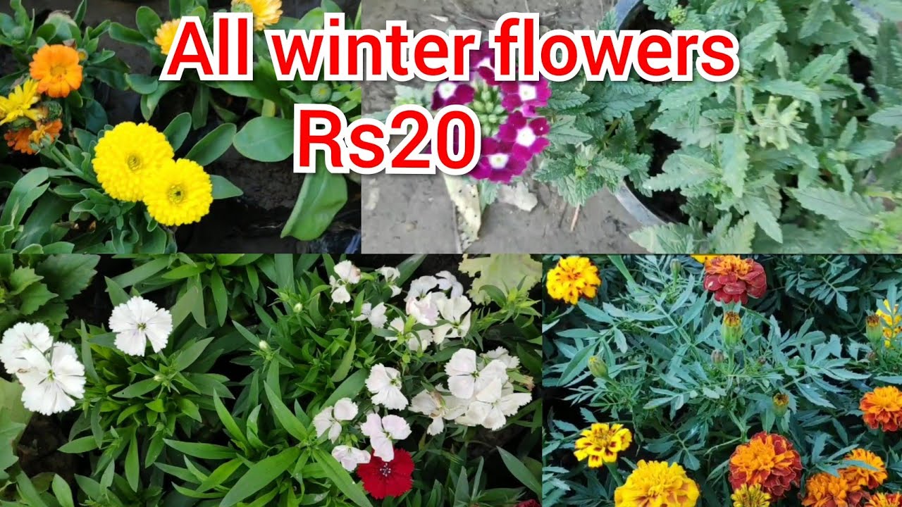 All winter flowers 20 rs, must watch, ambala nursery, nursery ki sair