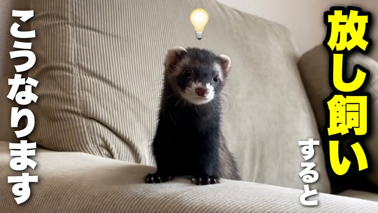フェレットを放し飼いするとこうなります 後編 Youtube