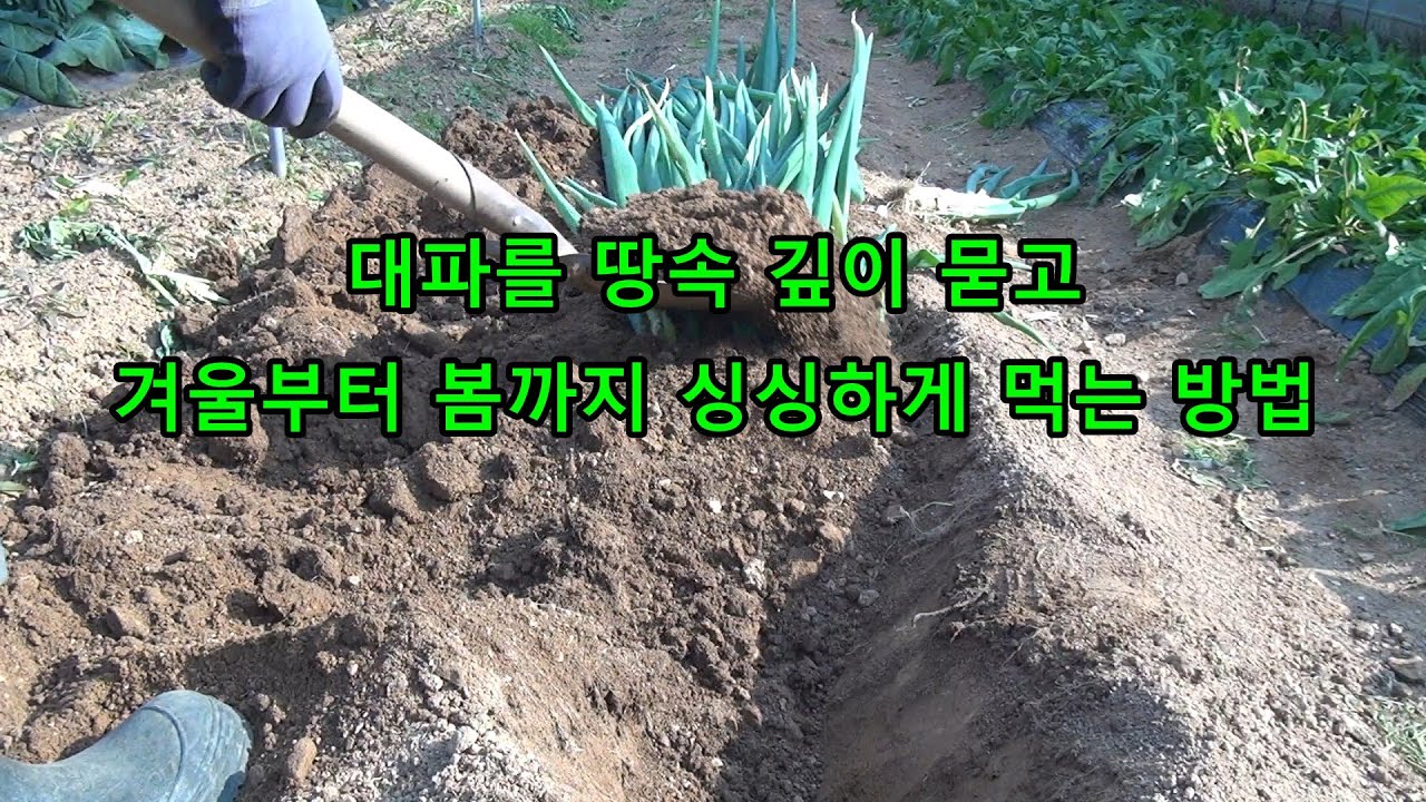 대파를 땅에 깊게 묻고, 겨울부터 봄까지  살아있는 대파 먹는 방법