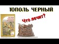 Тополь черный Осокорь. От каких болезней лечит