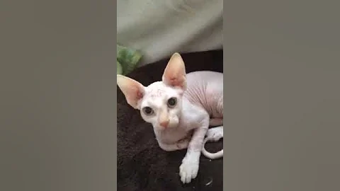 Watch the video about Adorable hairless kitten and licking a furry kitten