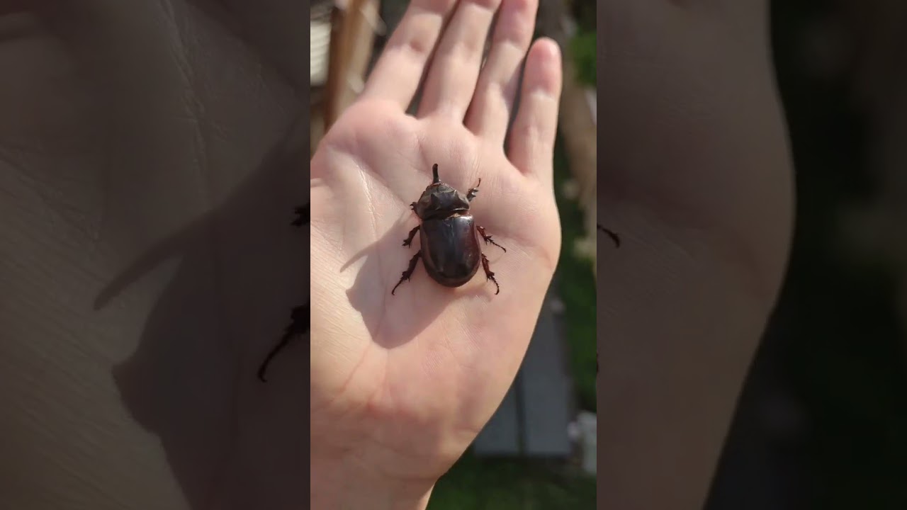 ¿Vamos a buscar animales? #shorts