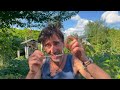 Mildiou Oïdium Etc La Question Du Traitement Des Maladies Des Légumes 