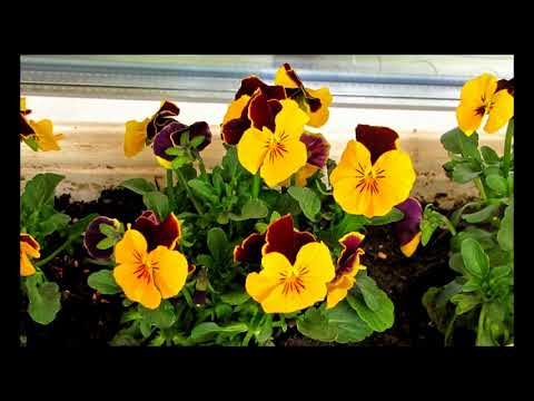 Bratki Pansies