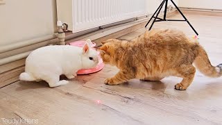 Смешные Котики Играют С Лазерной Указкой 😊 В Компании Белого Кролика 🐇