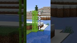 How Tall Can Sugar Cane Grow?