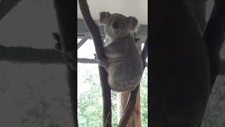 Koala booty call