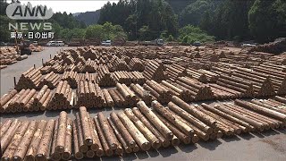 国産木材「10年後に供給量4割増」の方針　政府(2021年6月15日)