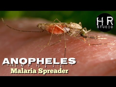 Video: De Novo Profil Virus RNA Di Anopheles Malaria Vektor Nyamuk Dari Zon Ekologi Hutan Di Senegal Dan Kemboja