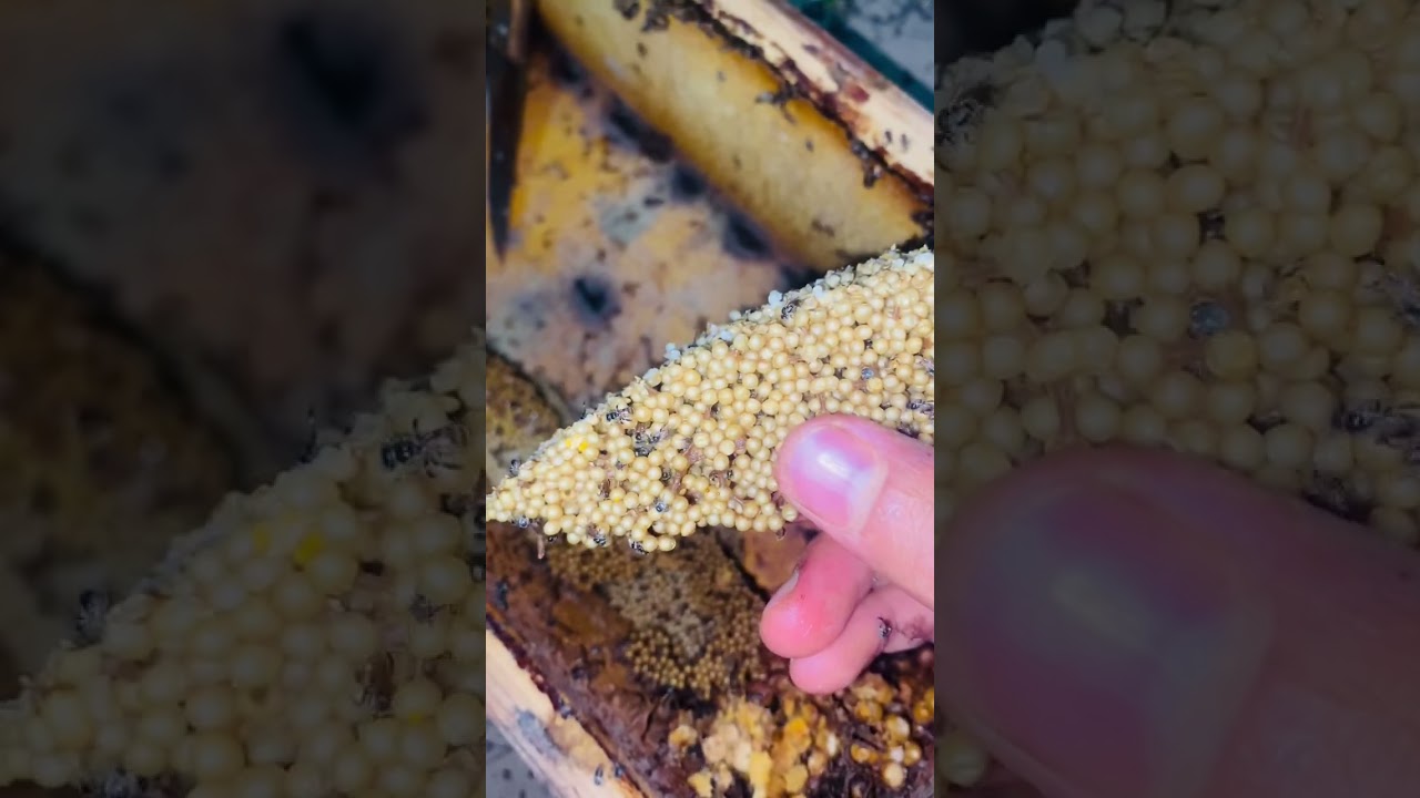 cách chia đàn ong dú ban đêm  #ongdu #bee #viral #viralvideo #video 