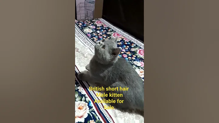 Watch the video about British short hair male cat available for sale.