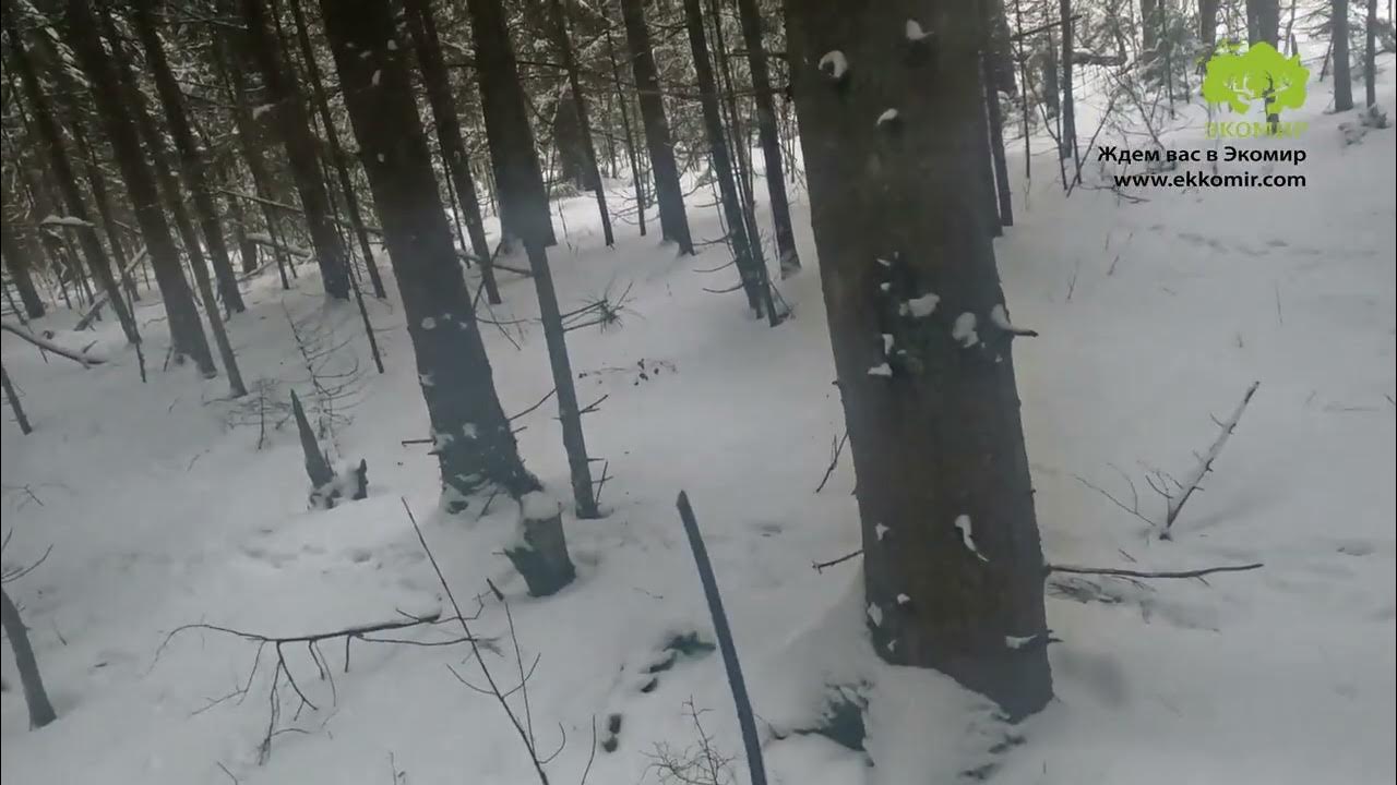 Заяц бежит - YouTube