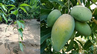 اسهل طريقة لزراعة شجرة المانجو  | أفضل وقت لزراعة المانجو | اسباب فشل الزراعة how to plant a mango