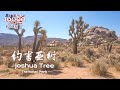 环美自驾一万英里第1天—自驾加州约书亚树国家公园Joshua tree national park California Day 1 Road Trip in USA 4K