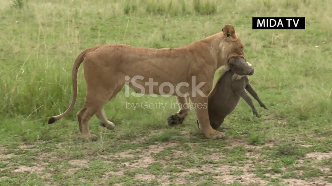 Epic Chase  Lion vs  Warthog Showdown! new