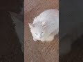 شاهد قطة بيضاء جميلة