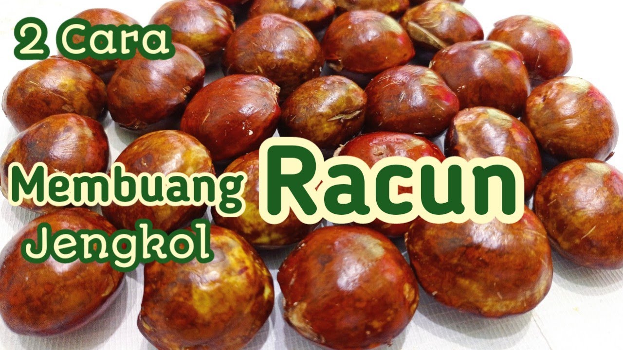 Cara Membuang Bau Jengkol | Racun Jengkol | Getah Jengkol 