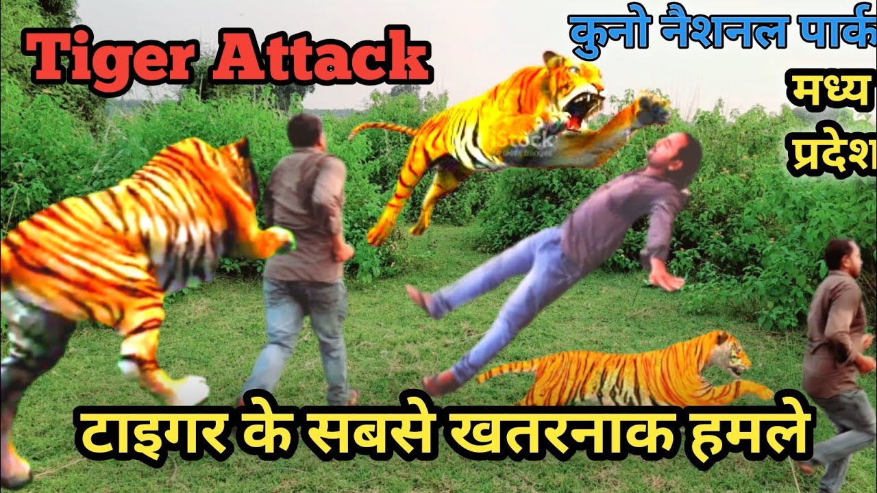 Tiger attacks in the Sundarbans | Tiger Attack Man in Forest Tiger