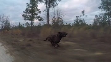 GoPro Hero5 and Karma Grip Testing, Dog Running Fast