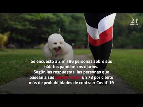 Video: Los Dueños De Perros Tienen Un Menor Riesgo De Muerte, Según Un Estudio