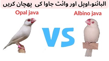 Difference and identity of Opal java, Albino, White java. Java Sparow Ma Difference Black Eye Red Ey