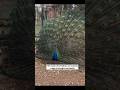 Peacock Facts 🦚😳#peacock #animalfacts #facts #nature #didyouknow #shorts #viralshorts#sciencefacts